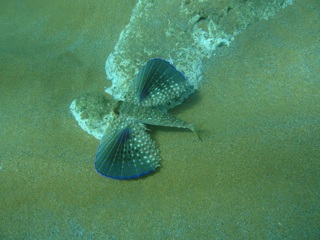 Dactylopterus volitans Jijel 2006 .jpg